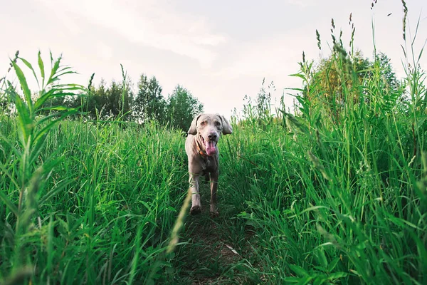 Perro Weimaraner de raza pura paseando en hierba alta en el campo — Foto de Stock