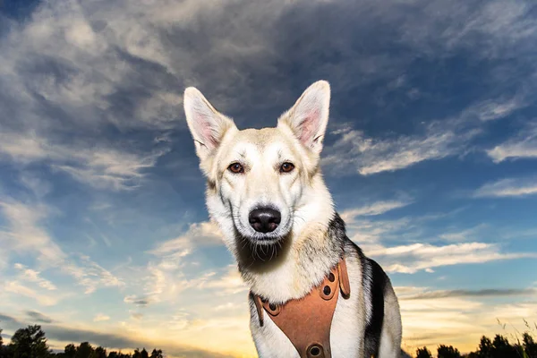 Adorable perro pastor a pie mirando en cámara durante el atardecer —  Fotos de Stock