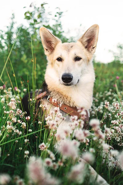 Uzun çimenlerde oturan sevimli çoban köpeği. — Stok fotoğraf