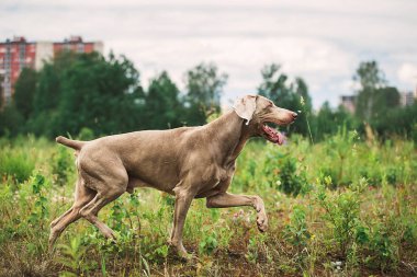 Safkan Weimaraner köpeği yeşil çimlerin üzerinde yürüyor.
