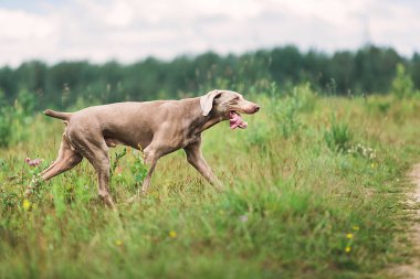Safkan Weimaraner köpeği yeşil çimlerin üzerinde yürüyor.
