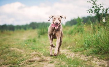 Safkan Weimaraner köpeği yeşil çimlerin üzerinde yürüyor.
