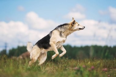 Meraklı genç çoban köpeği sahada duruyor.