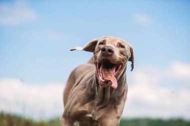 Mutlu Weimaraner köpekleri yaz sahasında oynuyor.