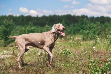 Muhteşem Weimaraner köpeği güneşli çayırda oturuyor.