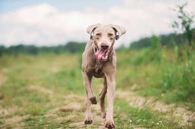 Safkan Weimaraner köpeği yeşil çimlerin üzerinde yürüyor.