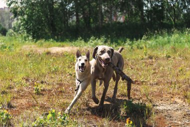 Aktif laika ve Weimaraner köpekleri ormanda oynuyorlar