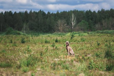 Muhteşem Weimaraner köpeği güneşli çayırda oturuyor.