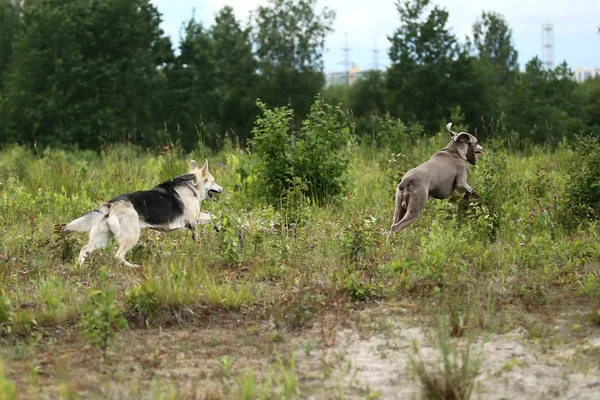 Aktivní ovčák a Výmarský psi hrát v lese — Stock fotografie
