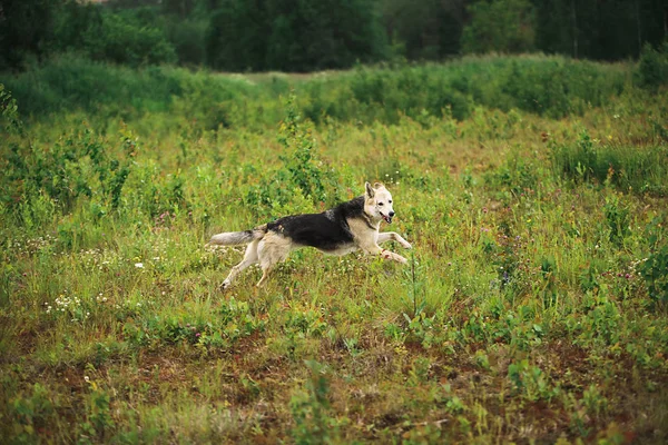 Cão pastor brincalhão correndo no prado na grama verde — Fotografia de Stock