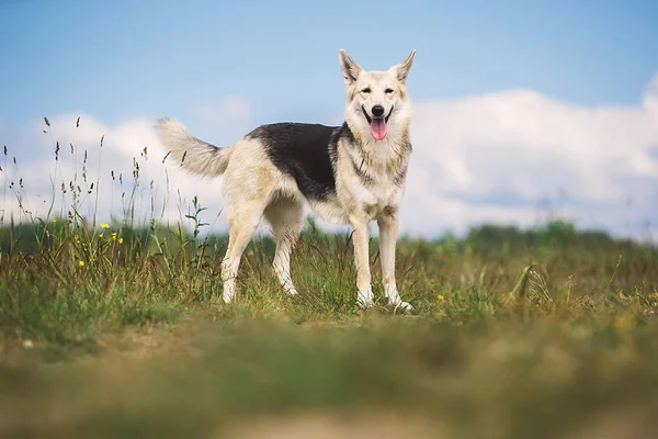 Focado cão pastor em pé no caminho no campo — Fotografia de Stock