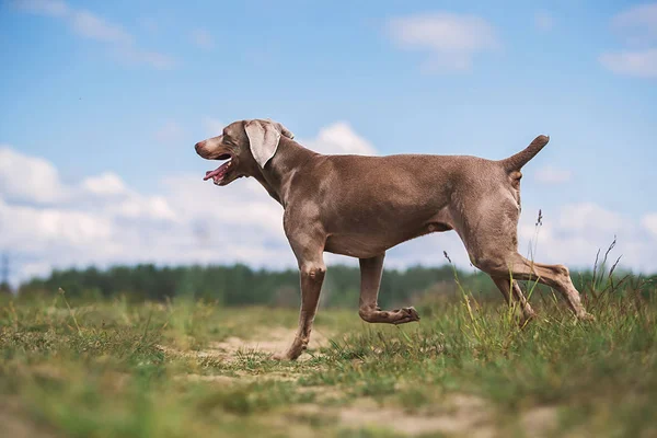 Cão Weimaraner puro andando no prado na grama verde — Fotografia de Stock