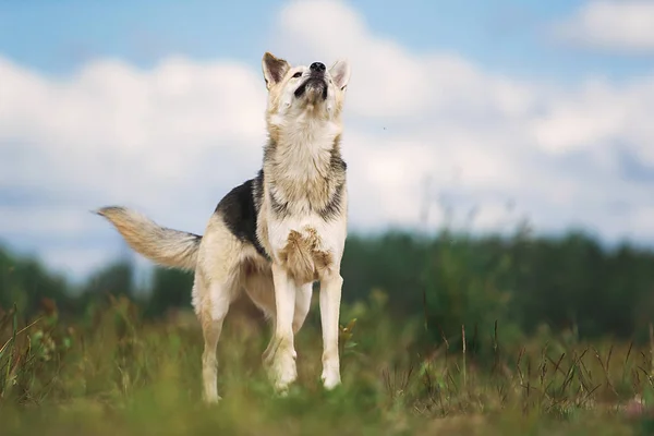 Curioso perro pastor joven de pie en el campo —  Fotos de Stock