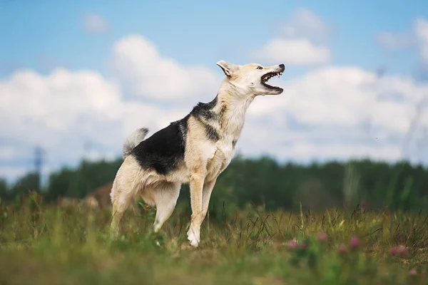Ciekawy młody pies pasterski stojący na polu — Zdjęcie stockowe