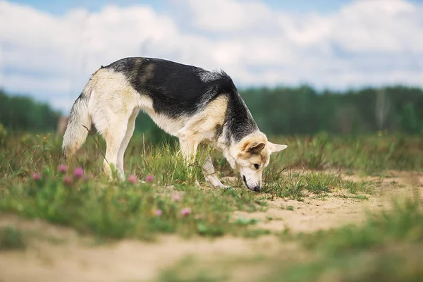 Pastor inteligente cão cheirando chão no campo — Fotografia de Stock