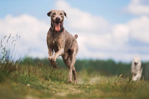 Szczęśliwy pies Weimaraner gra na letnim polu — Zdjęcie stockowe