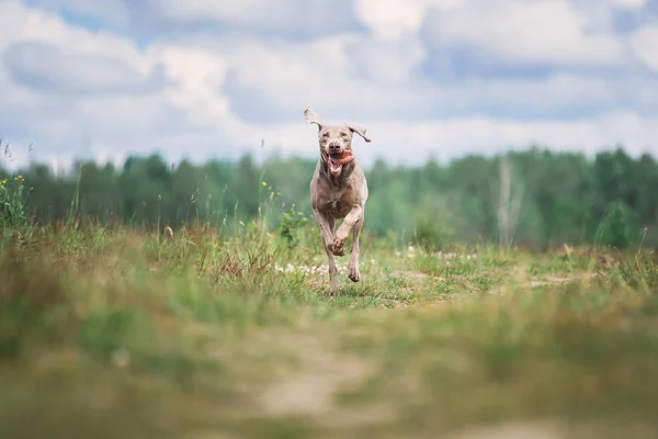 Gelukkig Weimaraner hond spelen in de zomer veld — Stockfoto