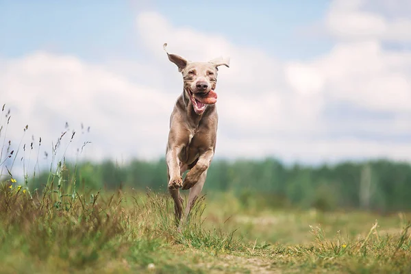 Щасливий собака Weimaraner грає в літньому полі — стокове фото