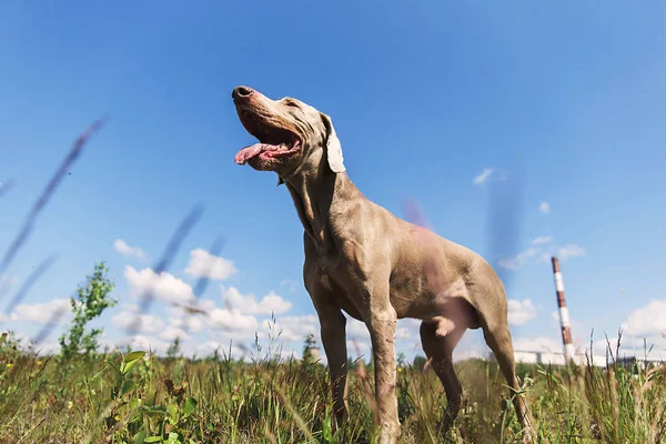 Hermoso sabueso húngaro Vizsla de pie en el prado — Foto de Stock