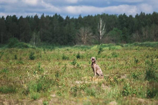맑은 초원에 앉아 있는 아름다운 위머 하운드 — 스톡 사진