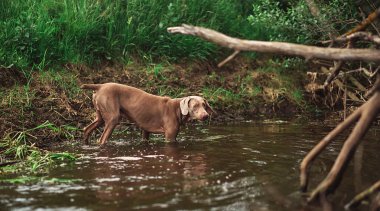 Safkan Weimaraner köpeği ormanda nehirden su içiyor.