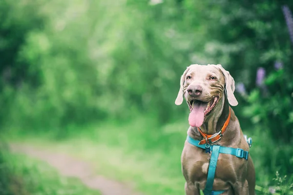 Strong brown Weimaraner dog sitting on path in forest — Stock Photo, Image