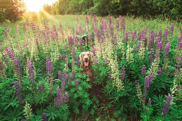 Fröhlicher Weimaraner Hund chillt im hohen Gras auf Feld — Stockfoto