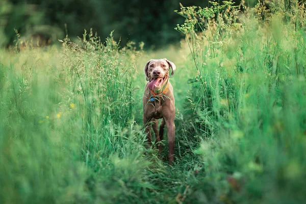 Wesoły pies Weimaraner spacerujący ścieżką po polu — Zdjęcie stockowe