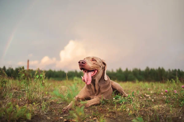 Moe schattig Weimaraner hond rusten op de grond — Stockfoto