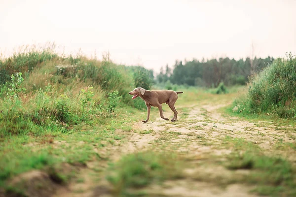 Active Weimaraner dog hunting in summer field — Stock Photo, Image