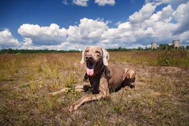 Weimaraner köpeği güneşli bir günde doğada koşuyor.