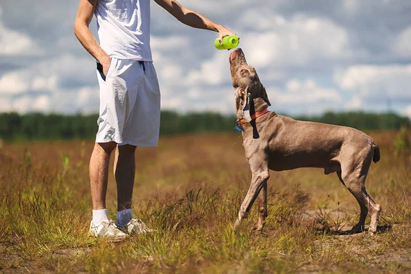 Kesik Adam yürürken köpeğe su veriyor. — Stok fotoğraf