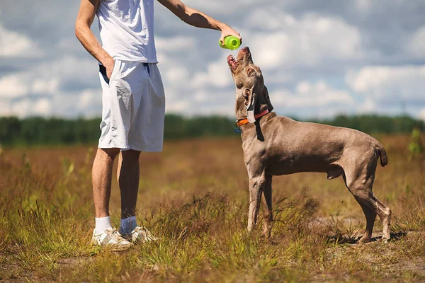 Kesik Adam yürürken köpeğe su veriyor. — Stok fotoğraf