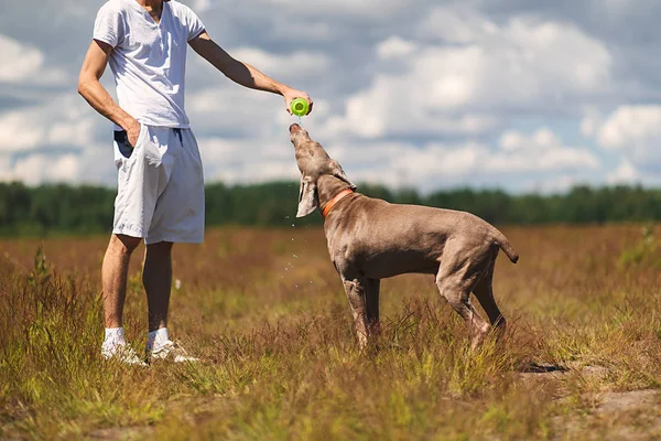 Gebonden Man geeft water aan hond tijdens het wandelen — Stockfoto