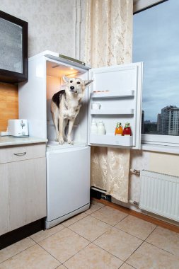 Köpek boş buzdolabının içinde oturuyor.