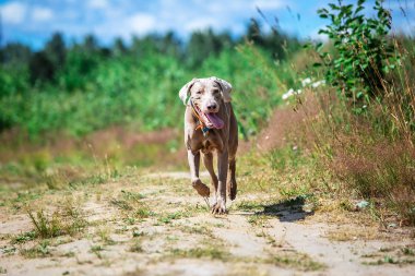 Neşeli Weimaraner güneşli çayırlarda kameraya doğru koşuyor.