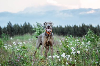 Neşeli Weimaraner Alacakaranlıkta sahada duruyor