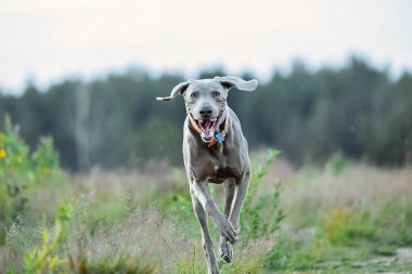 Neşeli Weimaraner sahada kameraya koşuyor.