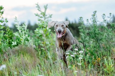 Neşeli Weimaraner sahada kameraya koşuyor.