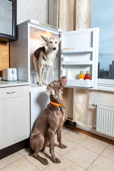 Собаки, отдыхающие в светлом помещении кухни — стоковое фото