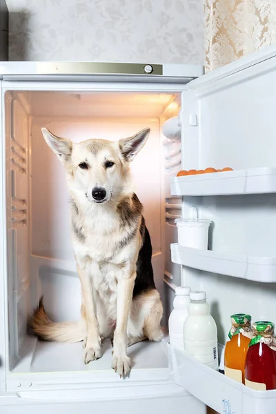 Собака сидить всередині порожнього холодильника в приміщенні — стокове фото