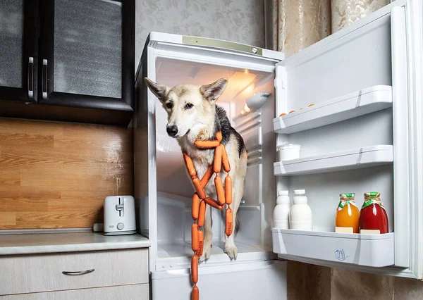 Уверенная собака крадет колбасу из холодильника на кухне — стоковое фото