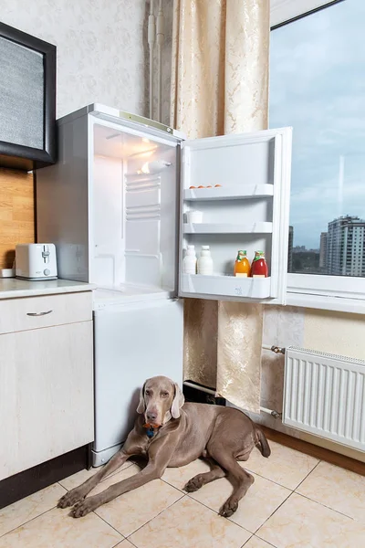 Собаки відпочивають на світлій кухні в приміщенні — стокове фото