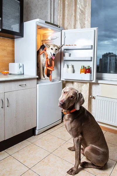 Собаки крадут еду из холодильника вместе на кухне. Вывеска на сосисках молочная — стоковое фото