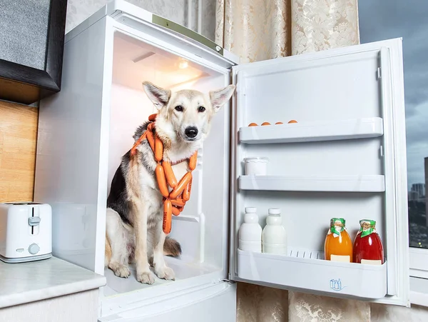 Уверенная собака крадет колбасу из холодильника на кухне. Вывеска на колбасах молочная — стоковое фото