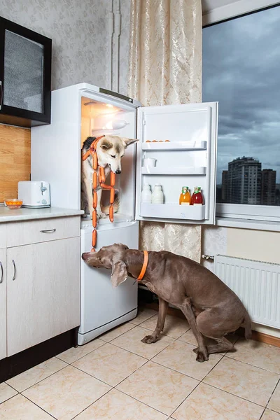 Собаки крадут еду из холодильника вместе на кухне. Вывеска на колбасах молочные — стоковое фото