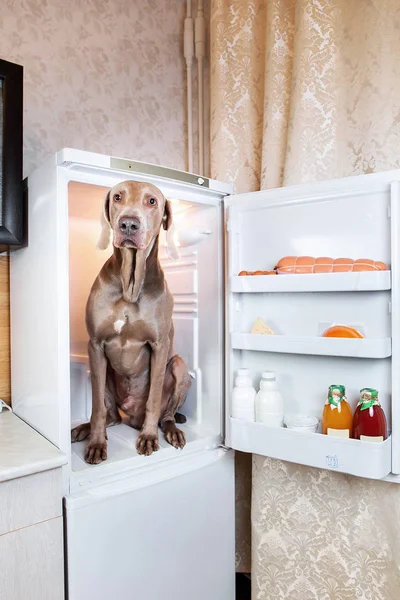 Сумний угорський собака Вісла сидить у холодильнику. — стокове фото
