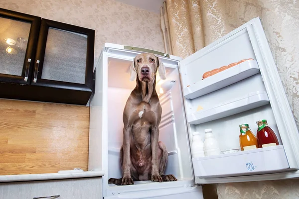 Сумний угорський собака Вісла сидить у холодильнику. — стокове фото