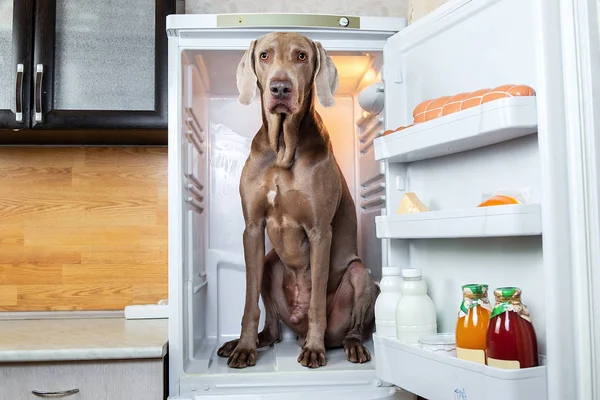 Грустная венгерская собака, сидящая в холодильнике — стоковое фото
