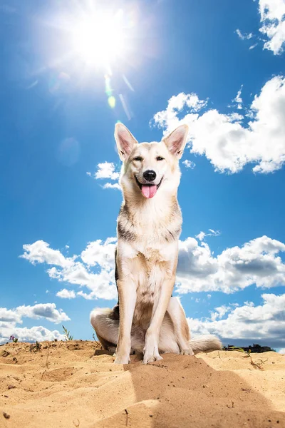 毛茸茸的狗面对着多云的天空. 阳光灿烂的日子 — 图库照片
